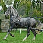 Ivo