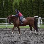 Pedro<br /><i>https://www.ehorses.pl/kon-wielkopolski-walach-9lat-169-cm-ciemnokasztanowata-konie-rekreacyjne-konie-skokowe-konie-zaprzegowe-konie-ujezdzeniowe-chelmno/4023859.html</i>