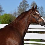 Pedro<br /><i>https://www.ehorses.pl/kon-wielkopolski-walach-9lat-169-cm-ciemnokasztanowata-konie-rekreacyjne-konie-skokowe-konie-zaprzegowe-konie-ujezdzeniowe-chelmno/4023859.html</i>