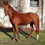 Lebrento Lynaro B