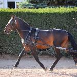 Latynos