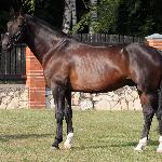 Catalino