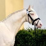Zoltar - 2,5 years old<br />&copy; @PalominoJaskulscy