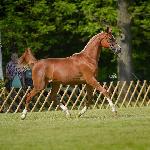 Poganinka - Poganinka 2016<br />&copy; Ewa Imielewska-Hebda