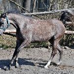 Elzani - marzec 2020<br />&copy; Anna Pyzara-Nakoniechnaia