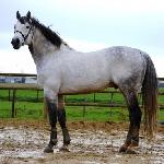 Courtello Z (Courtello Z van't Waaihof)