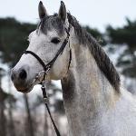 Courtello Z (Courtello Z van't Waaihof)