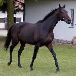 Caccini<br />&copy; zdjęcie autorstwa stajni Pegaz