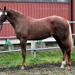 Cleo<br />&copy; Palomino&Cremello Jaskulscy