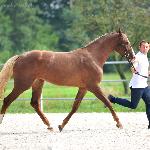 Cleo<br />&copy; Palomino&Cremello Jaskulscy
