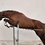 Cleo<br />&copy; @PalominoJaskulscy