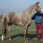 Cleo - 8 lat<br />&copy; @PalominoJaskulscy