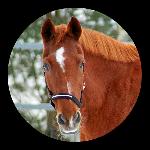 Cavallini SWE ex. Cavallini