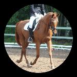 Cavallini SWE ex. Cavallini