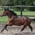 MJT Aronn du Talus<br /><i>mjthorses.com</i>