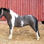 GMH Zodiacs Princess Lucy