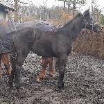 Dancing Queen ex Discovery<br /><i>klacz w wieku 8 miesięcy</i>