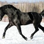 Inar