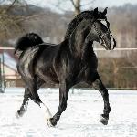 Inar