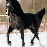 Inar