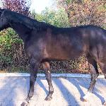 Garrincha L<br /><i>https://www.kjagrohandel.pl/pl/horses/horses-sold/285-garrincha-l.html</i>