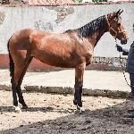 Progresja<br />&copy; J.Ł.<br /><i>Wiosenny Przegląd Hodowlany w SK Racot 27 kwietnia 2018</i>