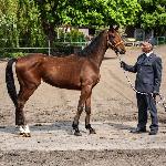 Brylant<br />&copy; J.Ł.<br /><i>Wiosenny Przegląd Hodowlany w SK Racot 27 kwietnia 2018</i>