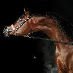 Equalion