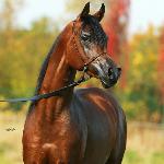 Equalion