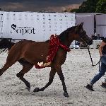 Persia Touch SW