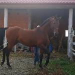 Arion