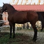 Arion
