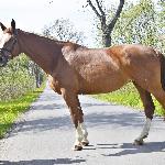 Nika<br /><i>maj 2020 - Wielkie Wierzno</i>