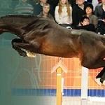 Fair Diamond E (Yalambi's Fair Diamond)
