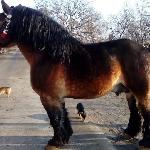 Horyzont