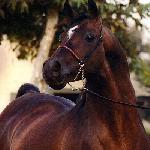 Ariston