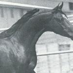 Ariston