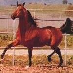 Ariston
