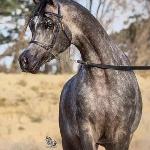 D Zeidan