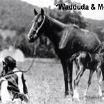 Wadduda
