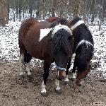 Cykuta - Fryza i Cykuta<br />&copy; Kamil Olszewski