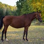Andoria BH