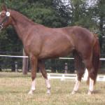 Finesse<br /><i>Stutenschau Lengerich 2011</i>