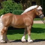 Helmut
