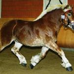 Helmut