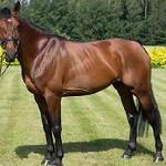 Quality Star ex. Quinteor