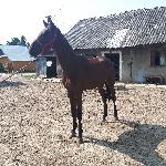 Emir-B
