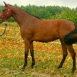 Lady Gold