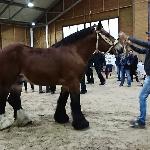Eclair de la Hachette - Aukcja Ogierów - Kwidzyn 2017r.<br />&copy; Aleksandra Galanek