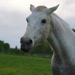 Cogge